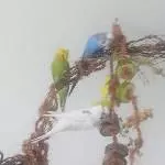 Gismo wird zum Akrobat