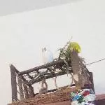 Golliwoog zum Frühstück