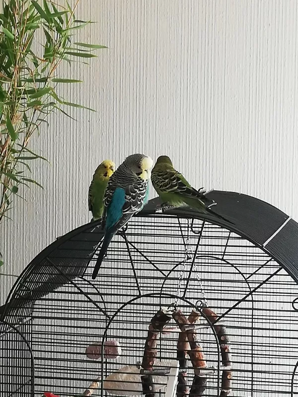 Wellensittich-Bild: Lemmy,Bobby und Sally. Leider nicht mehr mit Larry