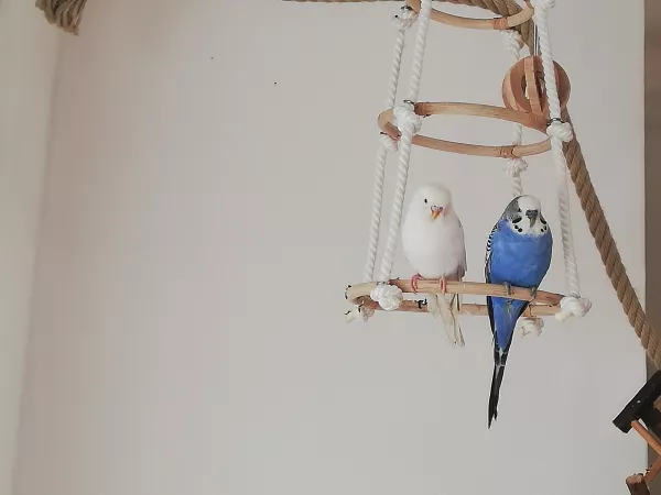 Wellensittich-Bild: Die beiden haben sich von Anfang an nicht wirklich gestritten aber mittlerweile sind sie sich sehr nah und sitzen auch nah zusammen, kuscheln und putzen sich gegenseitig ❤️