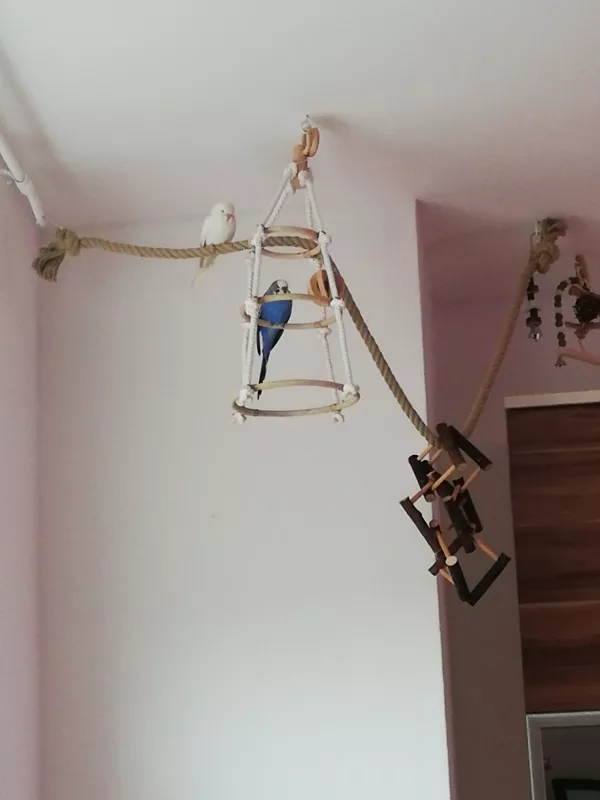 Wellensittich-Bild: Jetzt wissen wir, dass ist unserer und sicher  :D 