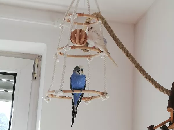 Wellensittich-Bild: Die beiden sitzen mittlerweile gerne und viel auf ihrem Platz.
Und das Holzbällchen (mit Glocke) wird gerne geschubst. Gab es beim Hamster Spielzeug. 