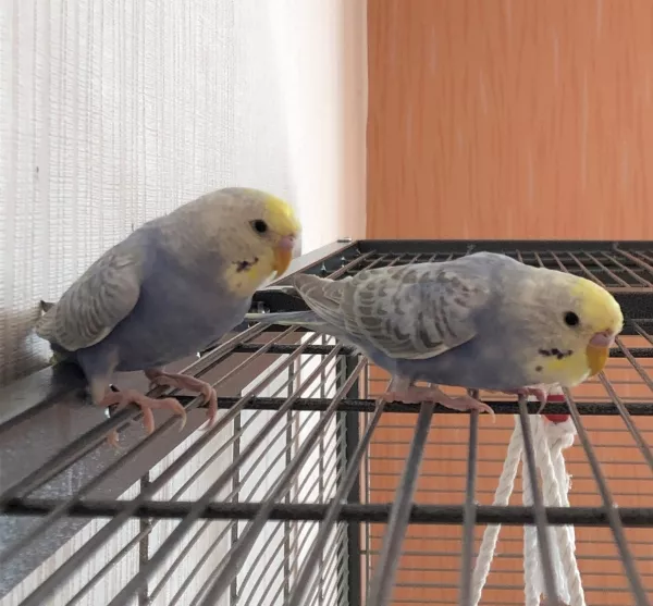 Wellensittich-Bild: 4 Monate Geschwister