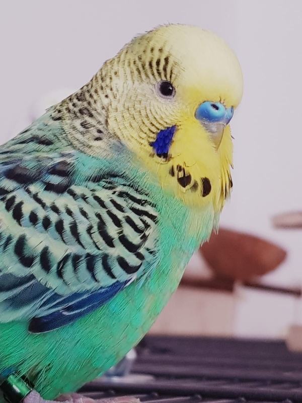 PHPSESSID