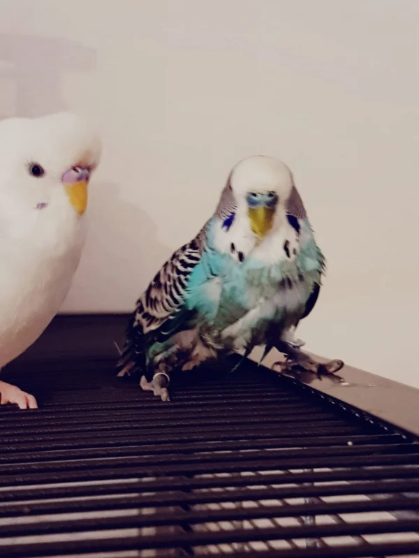 Wellensittich-Bild: Zack, da landete Merry unfreiwillig mitten in der aufgestellten Badeschüssel. Nun schaut er drein wie ein begossener Pudel und Cian neben ihm lacht ihn gehörig aus!