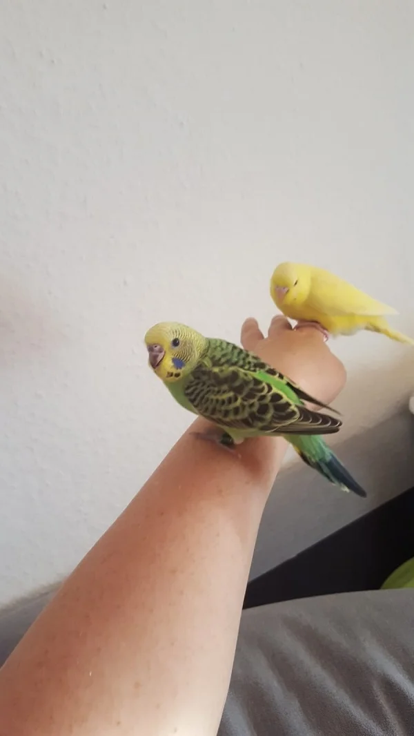 Wellensittich-Bild: Seani (hier 31 Tage) und Kuri (36 Tage)