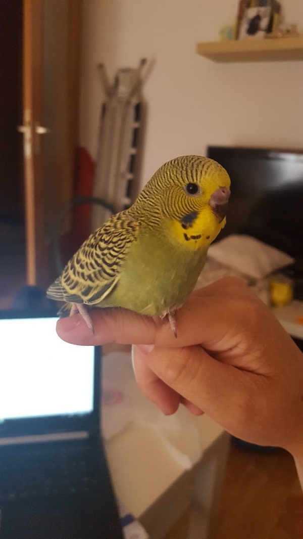 PHPSESSID