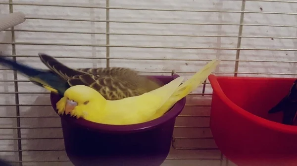 Wellensittich-Bild: -Wenn ich auf dem Futter schlafe gehört es ganz allein mir!-