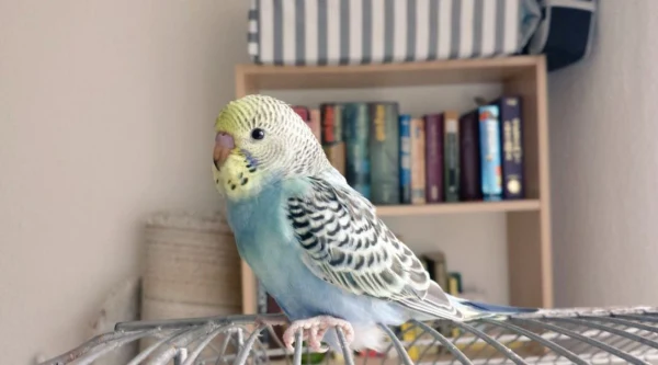 Wellensittich-Bild: Mein kleiner Vollidiot noch als kleines Baby