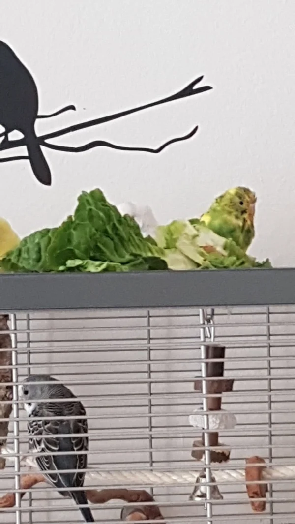 Wellensittich-Bild: Kopfüber gehts in den Haufen frisch gewaschenen Salat. Da kann man dann auch gern mal mörderisch dreinschauen wenn Mama mit der nervigen Kamera vorbei schaut