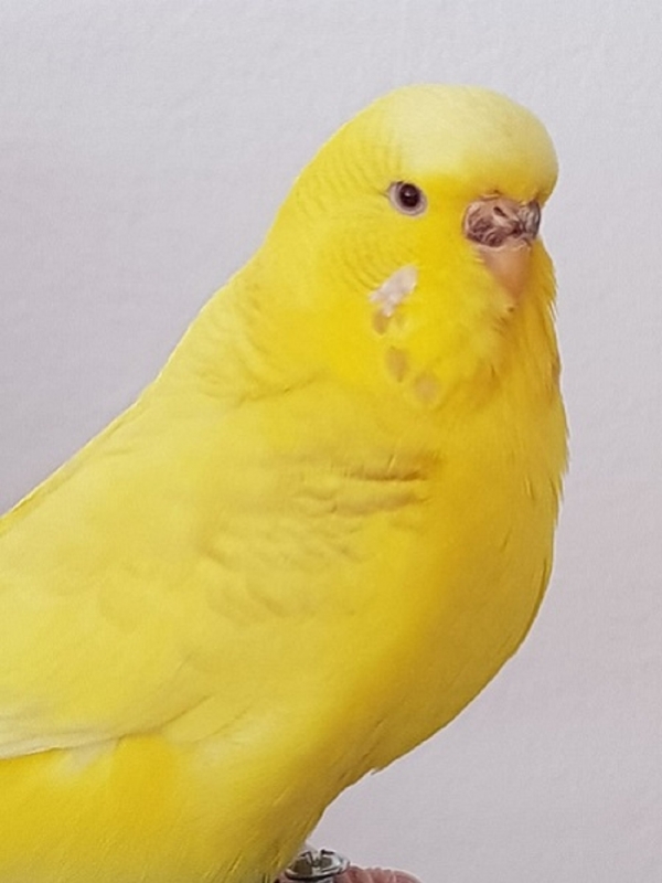 PHPSESSID