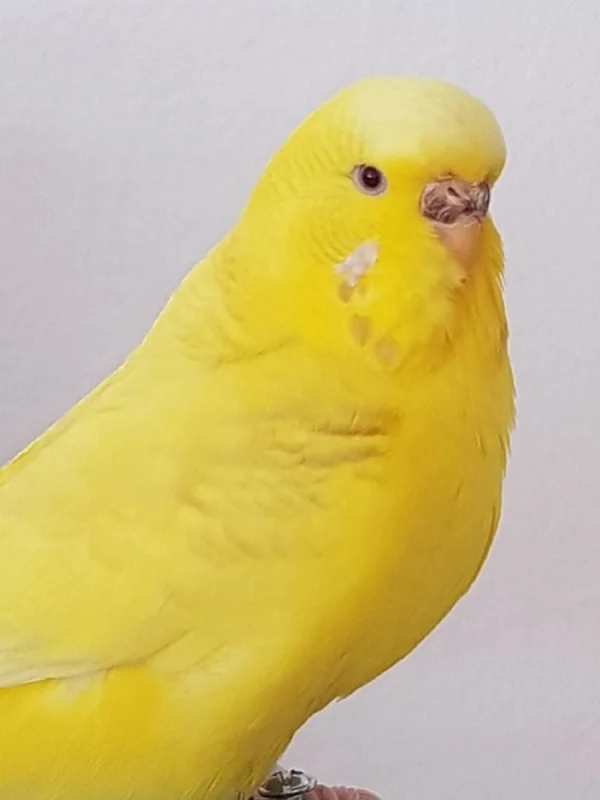 Wellensittich-Bild: Kuri, jetzt ganz durch ihre Mauser. Man sieht nun den Lacewing und bei jedem Federwechsel wird es deutlicher. 
Ganz wie ihre Mama einst ist sie heute die Käfigkönigin