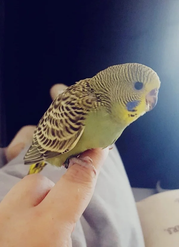 Wellensittich-Bild: Ovis, jetzt schon gewachsen und neugierig wie immer!