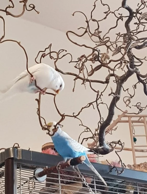 Wellensittich-Bild: An der neuen Hasel knabbern Cian und Morgan gerne
