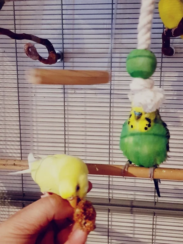 Wellensittich-Bild: Ein Haps und weg ist die Hirse, Pixie traut sich auch auf die Finger wenn es etwas leckeres gibt