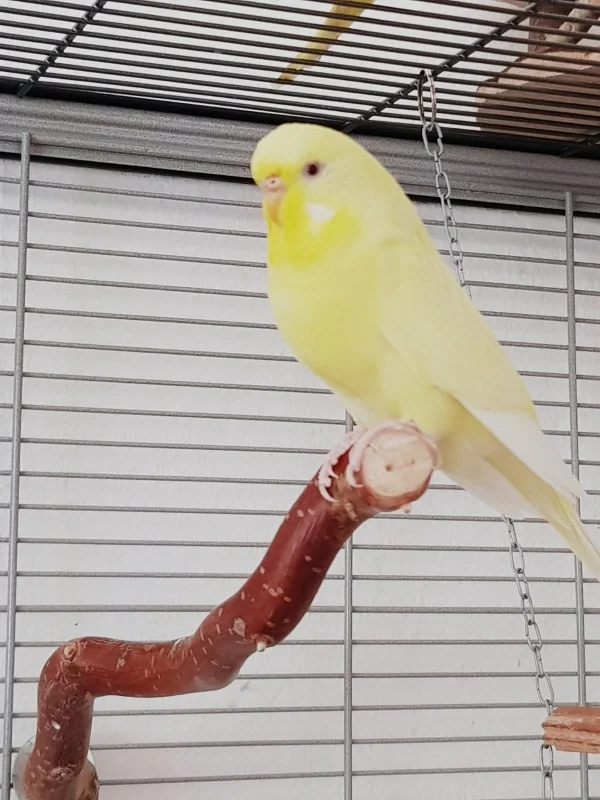 Wellensittich-Bild: Prinzessin Pixie von und zu Gelbgesicht gibt sich die Ehre. 