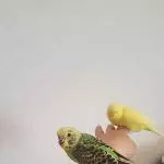 Seani und Kuri
