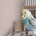 Horus noch als Küken