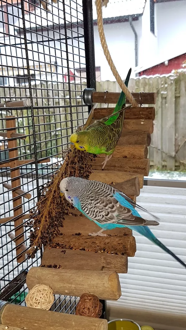 Wellensittich-Bild: Auf der Knabbertreppe gibt\