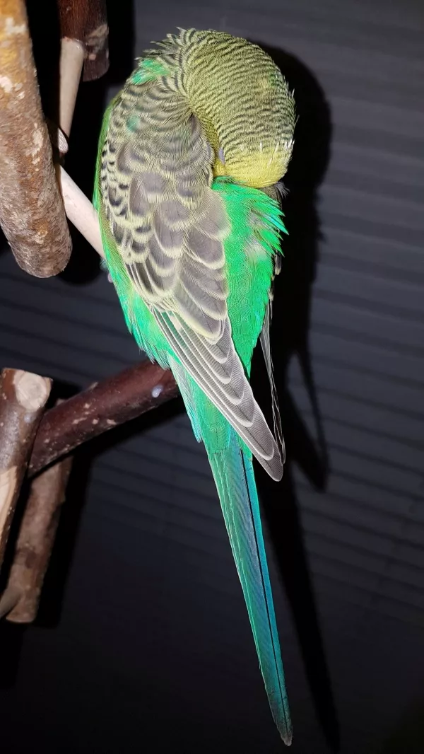 Wellensittich-Bild: Bevor ich selber meine müden Knochen Richtung Bett geschleppt habe, musste ich einfach noch den schlafenden Kiwi verewigen. Der kleine sah einfach so niedlich und entspannt aus...