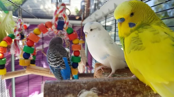 Wellensittich-Bild: Balu, Ghost und Charlie genießen das Sommerwetter