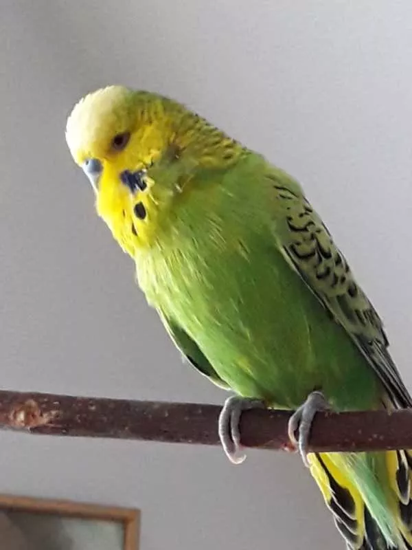 Wellensittich-Bild: Robin ist munter geflogen, neben Little John gelandet.