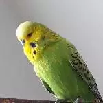 Robin ist munter geflogen