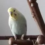 Fee Peribanu ist ausgeflogen