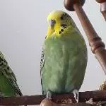 Little John ist ausgeflogen
