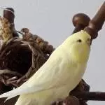 Dolce ist ausgeflogen