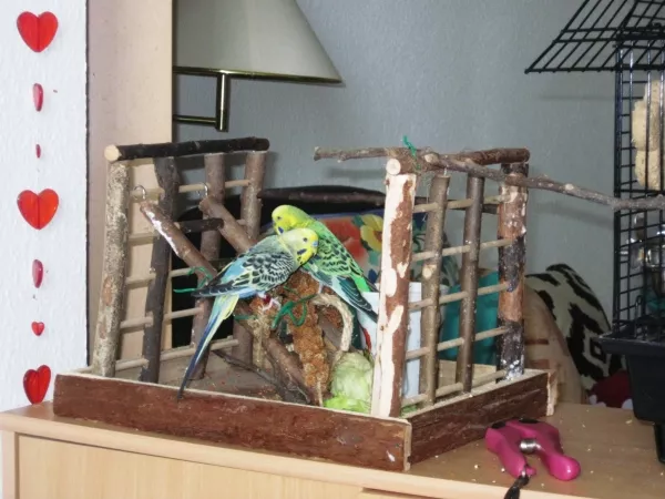 Wellensittich-Bild: Beide den ganzen Tag draussen, rasieren mir im Flug die Nase ab..der Neue ist ein ganz ruhiger, sehr mutig und heißt daher Tarzan. Der Kleine orientiert sich an ihm.Die gehen alleine wieder in den Käfig, schlafen artig auf ihren Schaukeln und vertragen sich gut. Das Weibchen habe ich verschenkt. 