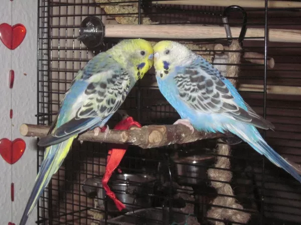 Wellensittich-Bild: einträchtig? 2 Minuten später hat Pepper, Paulchen durch den ganzen Kafig gejagt, aber es kommt schon vor, dass sie sich nahe sind
