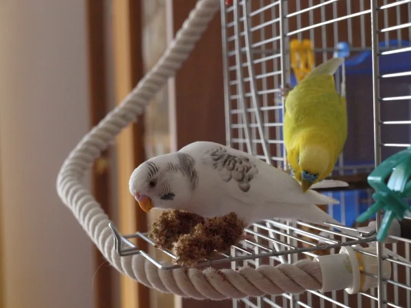 Wellensittich-Bild: Wenn Mimi gerade frisst und Bubi Langeweile hat dann ärgert man auch mal die kleine Mimi