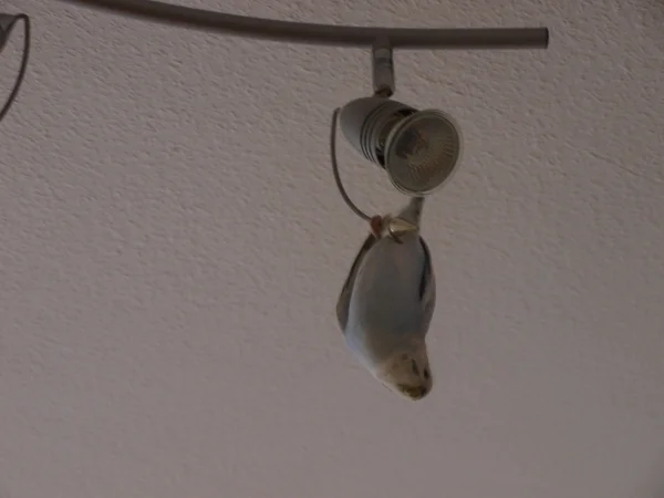 Wellensittich-Bild: Felix hing zu gerne wie eine Fledermaus von meiner Lampe 