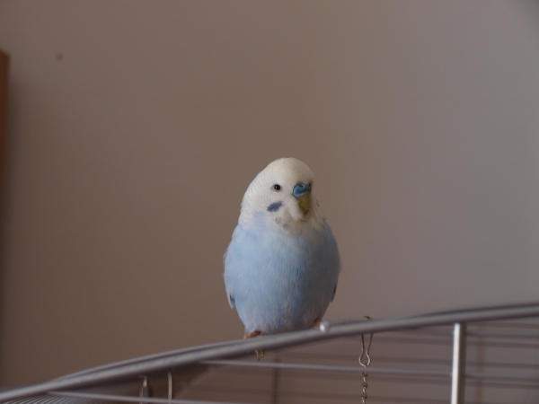 Felix