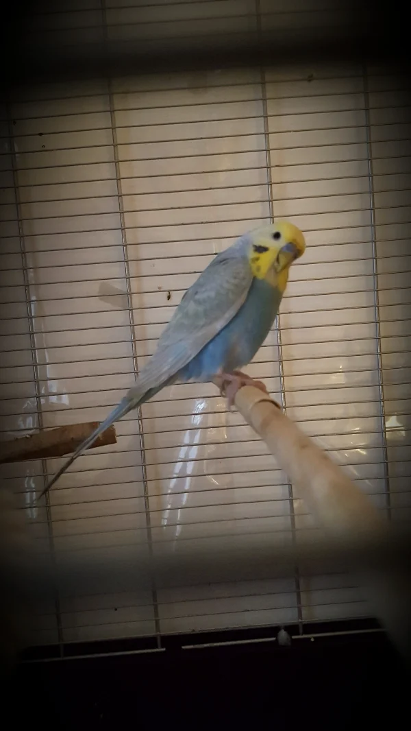 Wellensittich-Bild: Das ist der kleine Lucky und jetzt schon ganz neugierig und hat keine Angst vor der Kamera. 
Willkommen im neuen Zuhause 