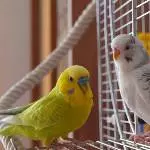 Bubi und Mimi