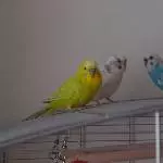 Meine kleinen Wellis