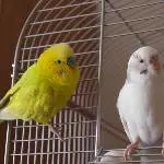Mimi und Bubi