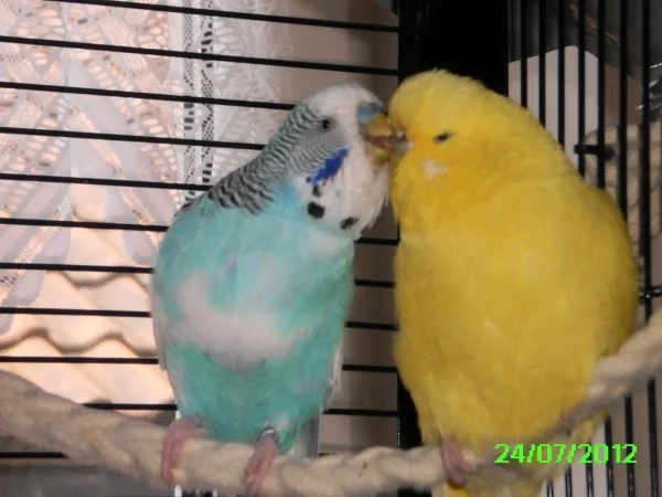 Wellensittich-Bild: Das sind Muffin, der blau-weiße Welli und Fee seine gelbe Partnerin!!Muffin ist leider nicht mehr bei seiner Fee. Er ist seit kurzem leider im Welliland hinter dem Regenbogen.