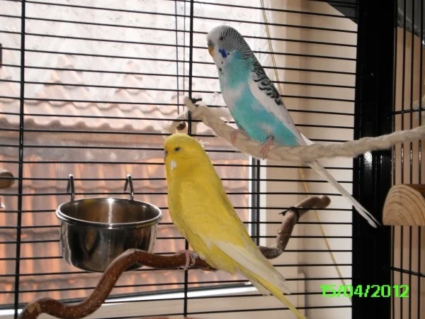Wellensittich-Bild: Muffin und Fee mit fast 4 Jahren. Ein goldiges Pärchen!
Muffin ist leider 2018 im November ins Hirseland geflogen und meine süsse Fee lebt jetzt bei einer ganz lieben Felo zusammen mit 6 gefiederten Federbällchen!