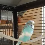 Das ist Muffin!