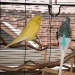 Fee und Muffin!