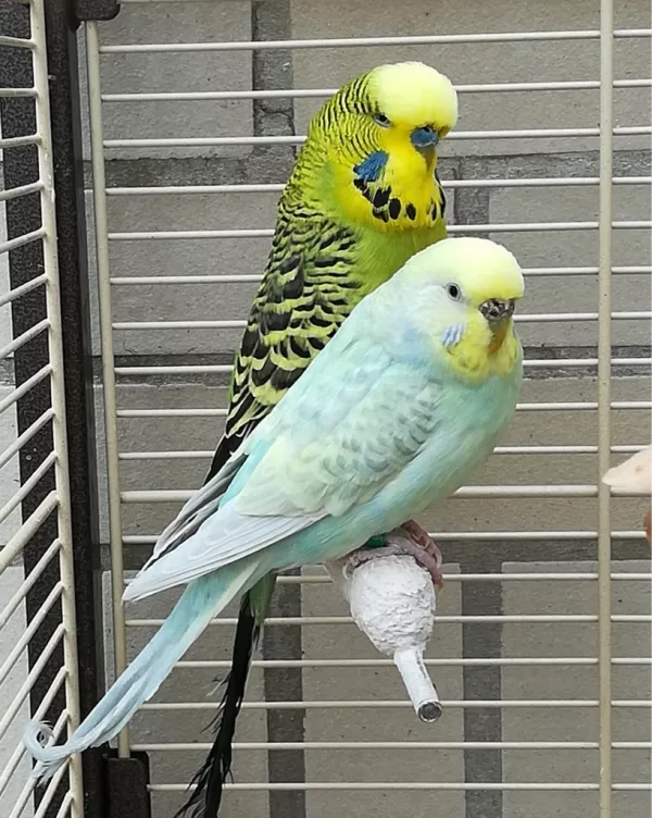 Wellensittich-Bild: Tweety und Lilly