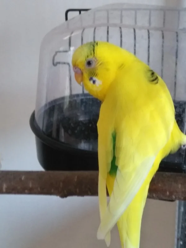 Wellensittich-Bild: Ach ich liebe meine Badewanne! Da habe ich die beste Akustik für meinen schönen Gesang.