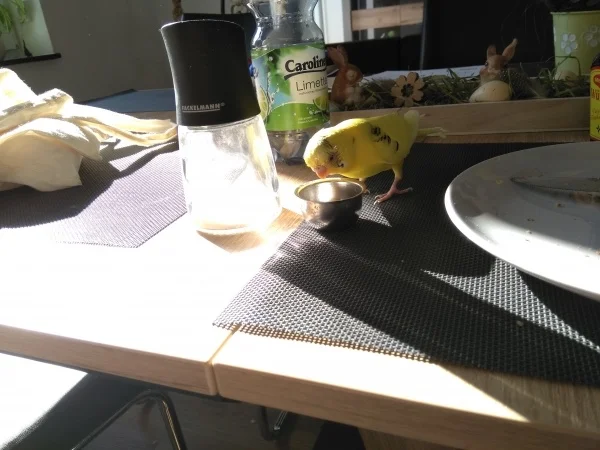 Wellensittich-Bild: Eddie hat mir beim Frückstücken Gesellschaft geleistet und wollte doch glatt meine Brötchenkrümel wegknabbern! Gut das Hirse sooo viel leckerer ist :)