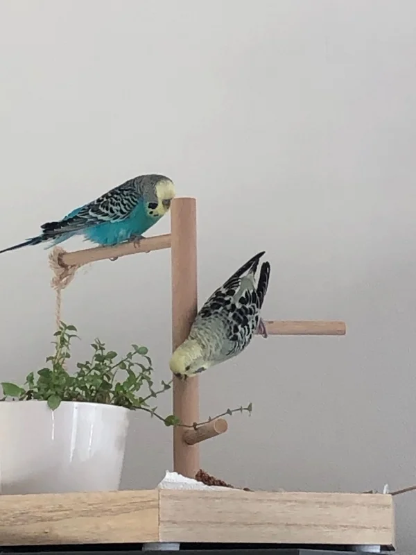 Wellensittich-Bild: Pepe beobachtet Tweety dabei wie sie es endlich schafft an ihren Golliwog zu kommen.