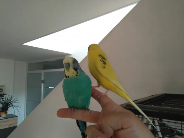 Wellensittich-Bild: Hey Eddie die Felo macht nen Foto von uns, wirf dich in Pose!
Was? Wo!?
Oh nein zu spät.