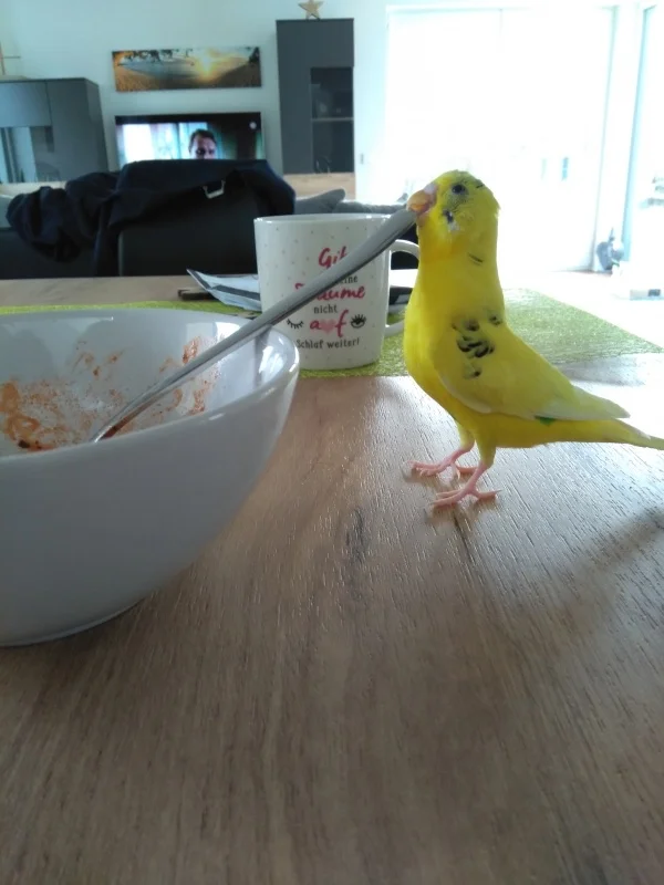 Wellensittich-Bild: Das die immer essen muss! Hallo ich bin auch noch da?! 

