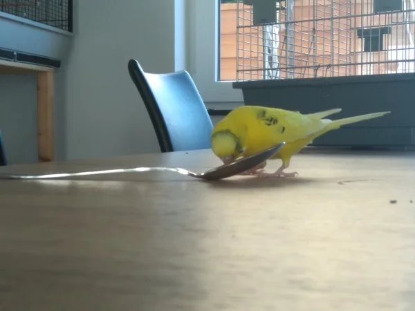 Wellensittich-Bild: Wer ist der schönste Wellensittich :)